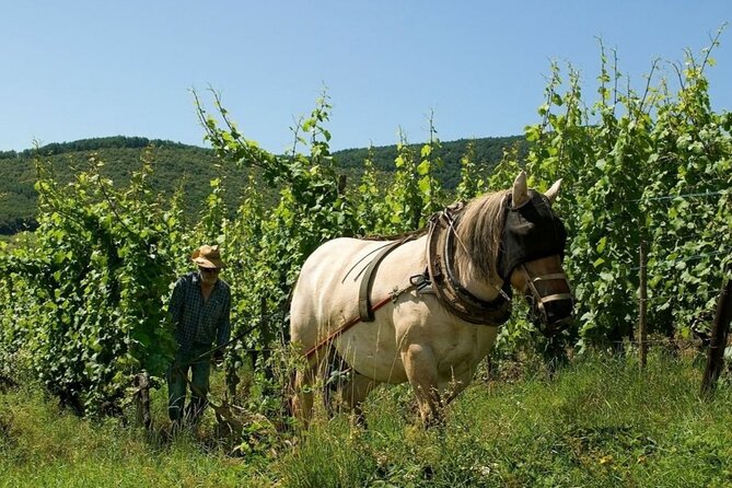 Alsace wine tour and medieval villages. Small group guided tour - Kientzheim and small-producer tastings