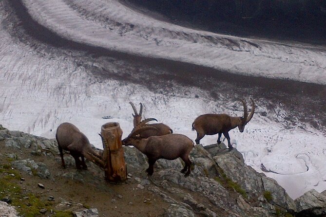 Attraction Ticket: Zermatt to Mount Gornergrat Summit - ZOOOM the Matterhorn adds an indoor option