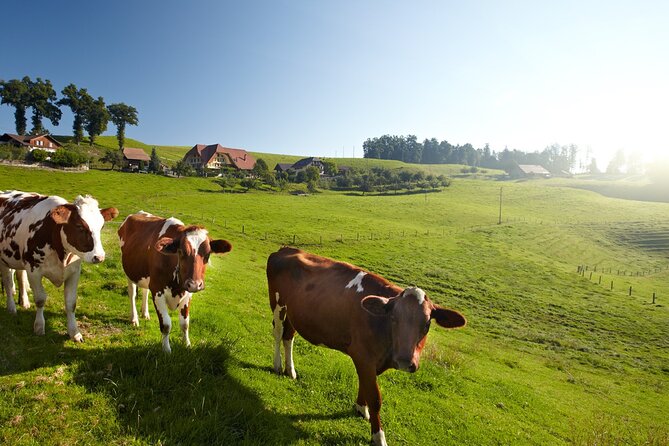 Bern Small-Group Day Trip from Zurich Including Cheese Tasting - The guides can shape the whole day