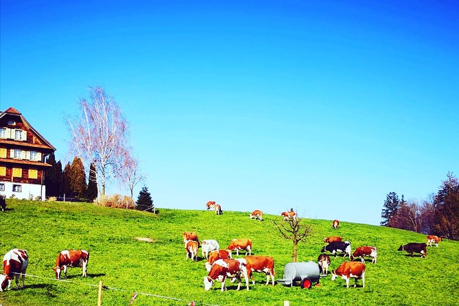 Cheese, Chocolate and Wine in the Bern Region from Luzern - Lavaux vineyards above Lake Geneva