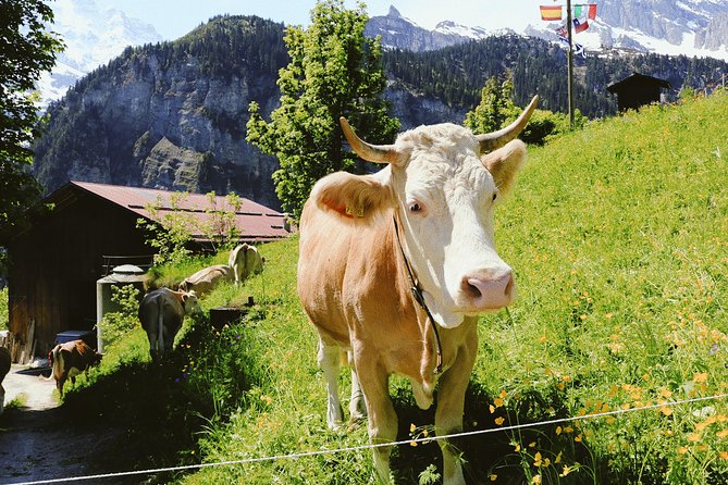 Discover Interlaken’s most Photogenic Spots with a Local - Höhematte Park and the mountain view