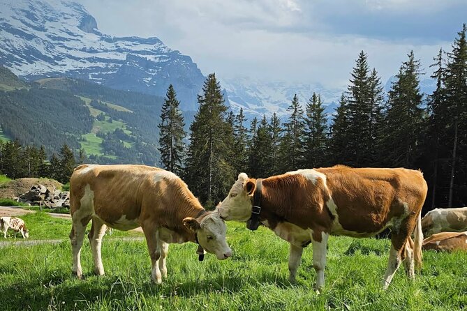 Easy countryside tour in Swiss Alps - kids friendly - Key points to know before you book