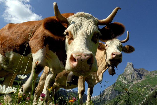 Eiger and Jungfrau Panorama Day Trip from Lucerne - Three hours at 2,061 meters