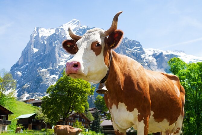 From Zurich: Rhine Falls, Chocolate and cheese factory (KTZ373) - Is the $154 price fair?