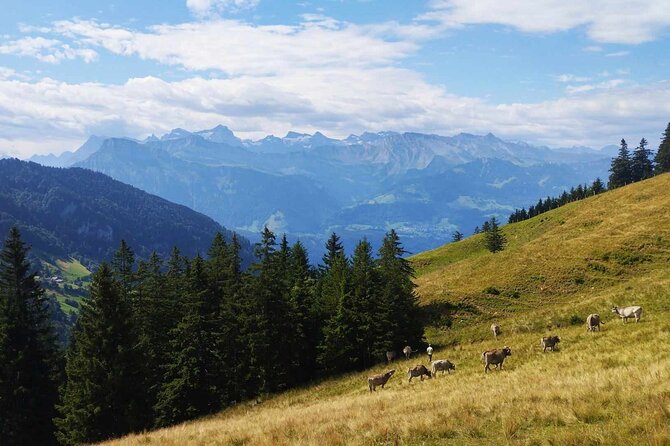 Full-Day Hiking Swiss Alps and Lake swim with Pick-up - Who should book this mountain day?