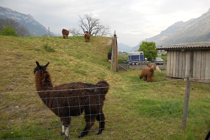 Interlaken Private Tour: Mountains Cows, Thun Lake, and Brienz Lake - Hans and the value of a private guide