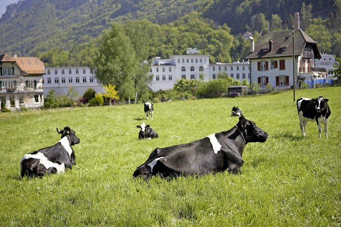 Maison Cailler Visit and Walk A Pioneer in the Meadows - The tasting is a real part of the visit