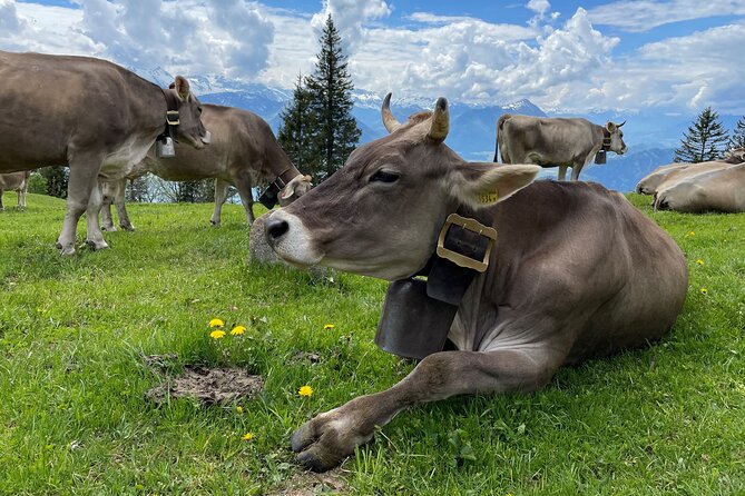 Mt Rigi and Lucerne Day Trip from Zurich With Boat Ride - Making the most of your 1 to 2.5 hours on Rigi