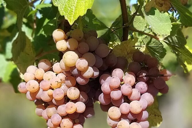Pinot Noir & Pinot Wine Tour to Baden-Württemberg - A private start from Basel at 9 a.m.
