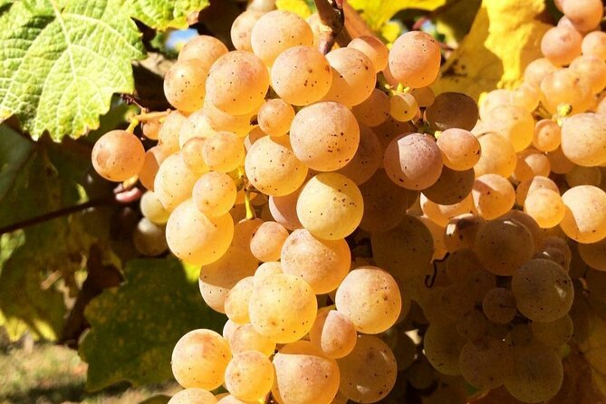 Pinot Noir & Pinot Wine Tour to Baden-Württemberg - What the $379.80 price includes
