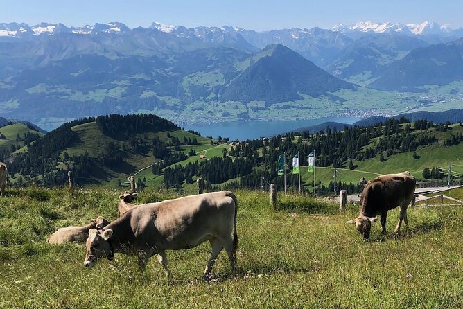 Private Guided Hike on Mt. Rigi with Farm Visit and BBQ - The 360-degree summit view