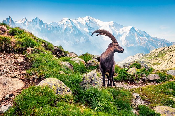 Private Trip from Geneva to Swiss Riviera Montreux & Chamonix - Should you book the Geneva, Chamonix, and Montreux trip?