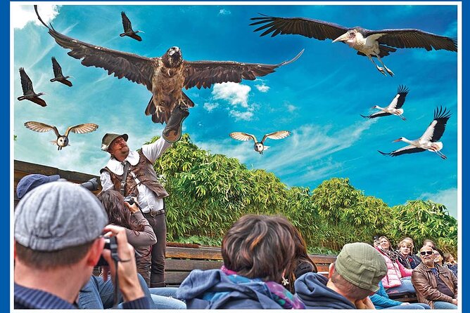 Skip the Line: Falconeria Locarno Ticket - The language issue deserves honest attention