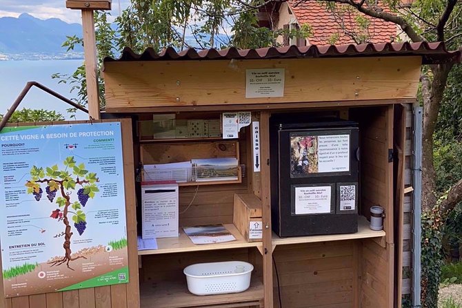 Vine Stories: Lavaux & Lutry wine walk - Why Lavaux works so well as a wine walk