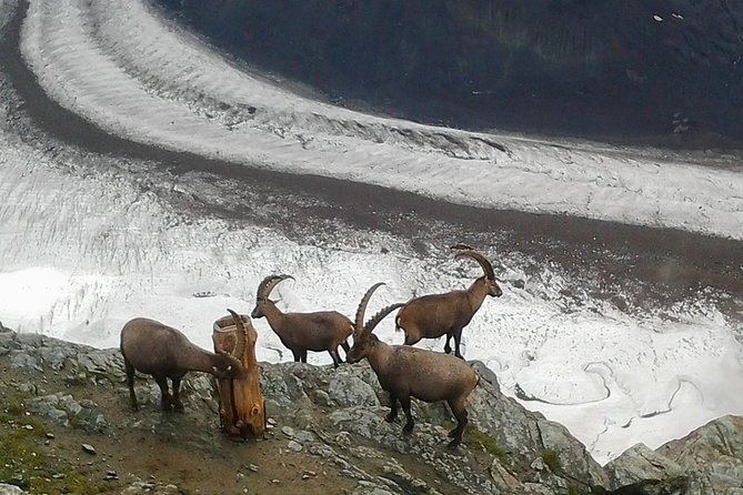 Zermatt & Mt. Gornergrat Small Group Day Trip from Bern - From Bern to Visp through the Alps